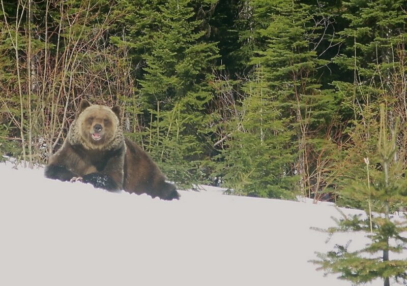 Boo the bear. Kicking Horse, British Columbia, Canada. Image © PlanetSKI
